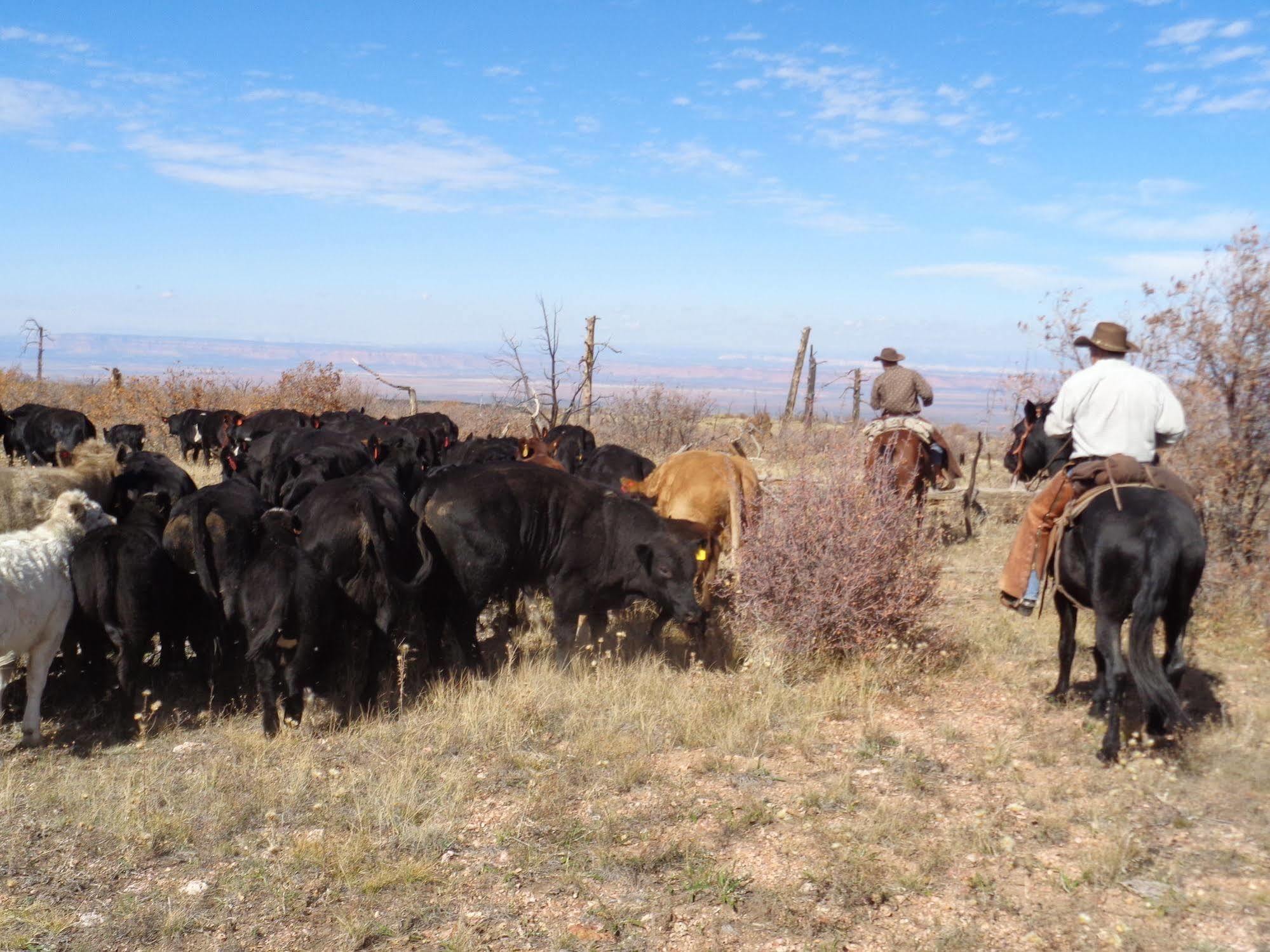 Grand Canyon Ranch & Outfitters 호텔 Fredonia 외부 사진